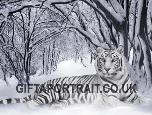 Tiger Photos